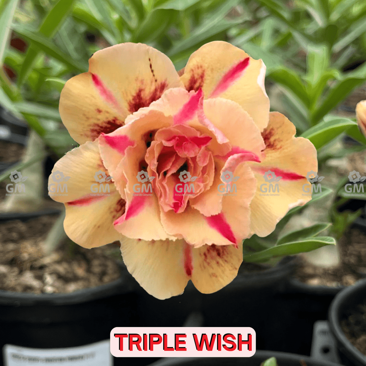 0096 - Rosa do Deserto - TRIPLE WISH ( PERFUMADA ) - Gm Rosa Do Deserto