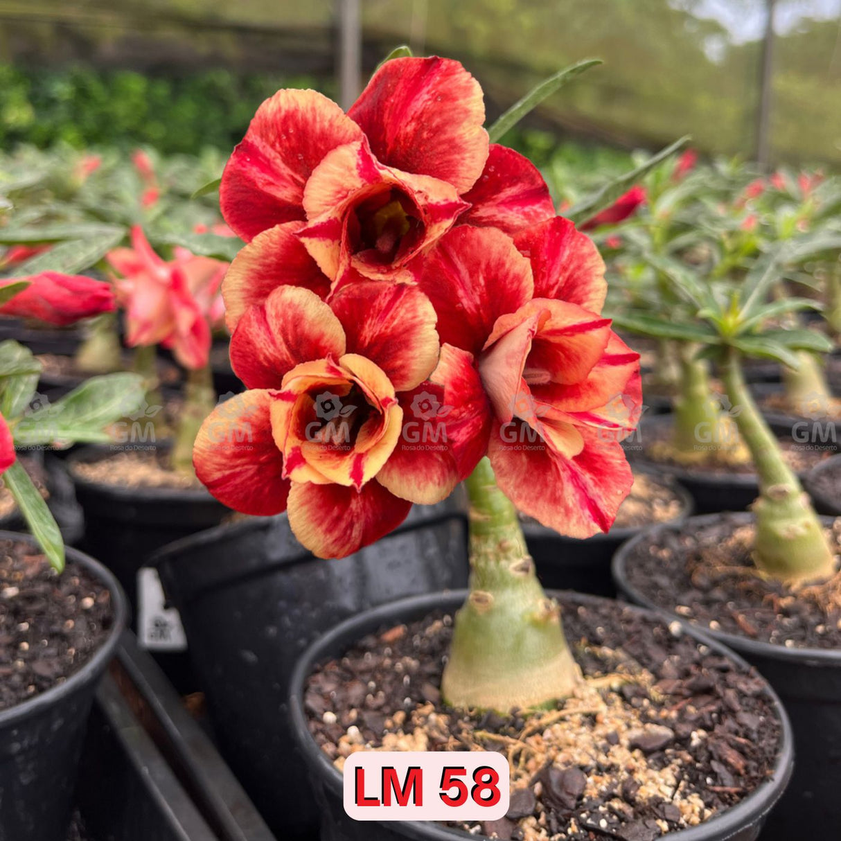 0117 - Rosa do Deserto - LM 58 - Gm Rosa Do Deserto