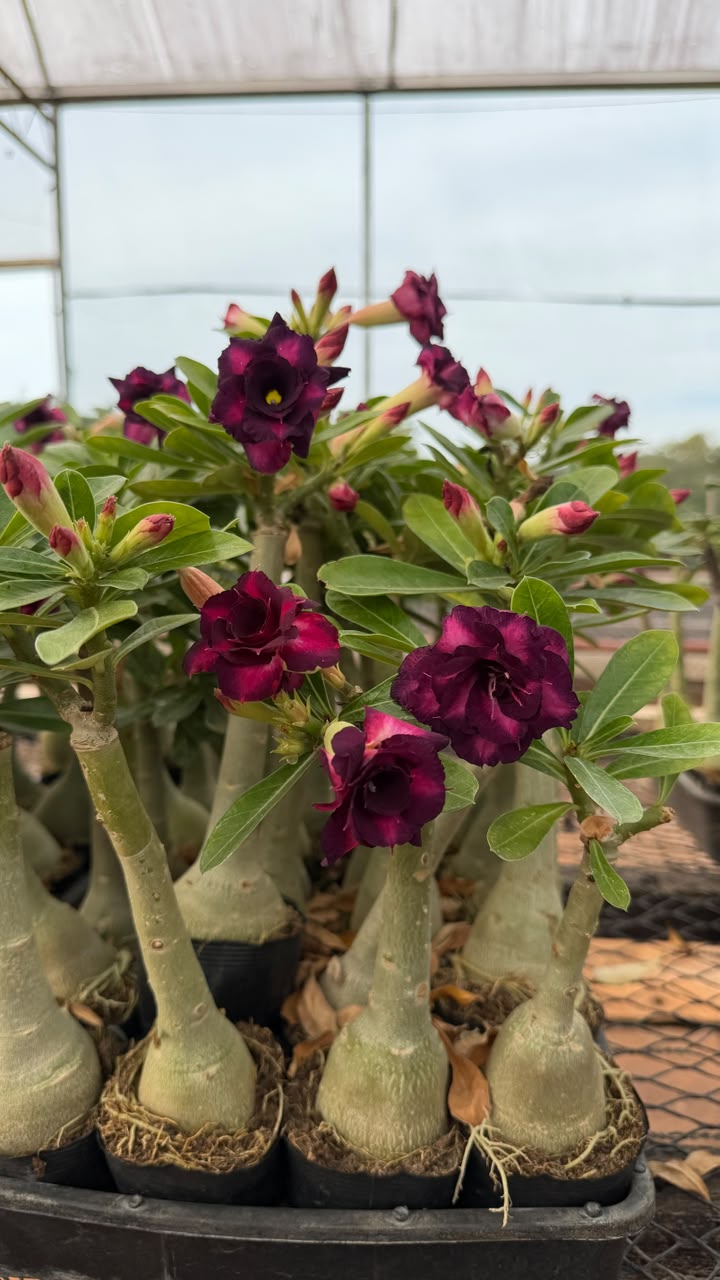 Rosa do deserto - PURPLE BLUE