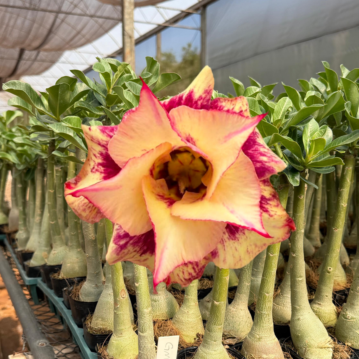 Rosa do deserto - GM 70