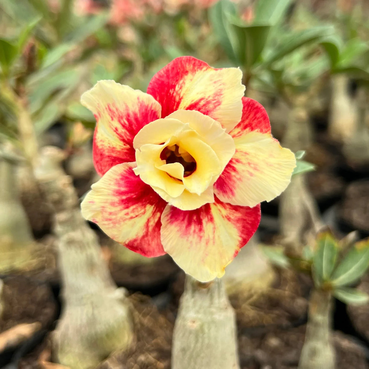 Rosa do Deserto - LM 62