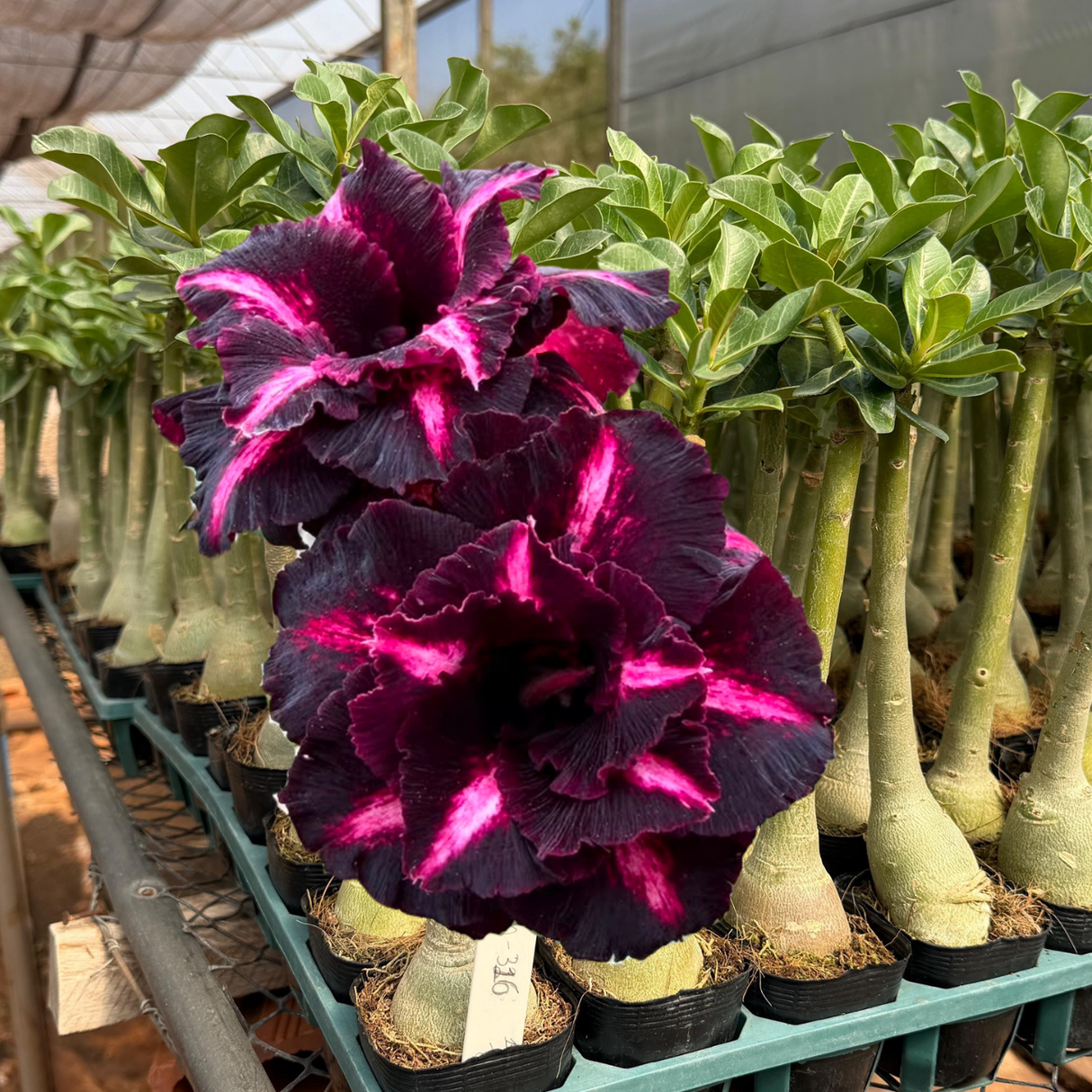 Rosa do deserto - GM 316