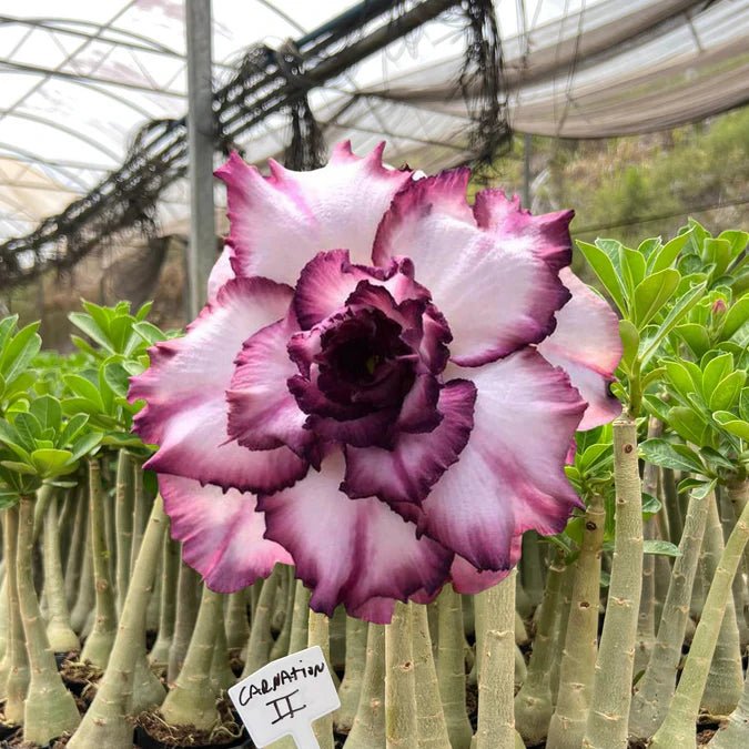 HERANÇA GM - CARNATION II - Gm Rosa Do Deserto