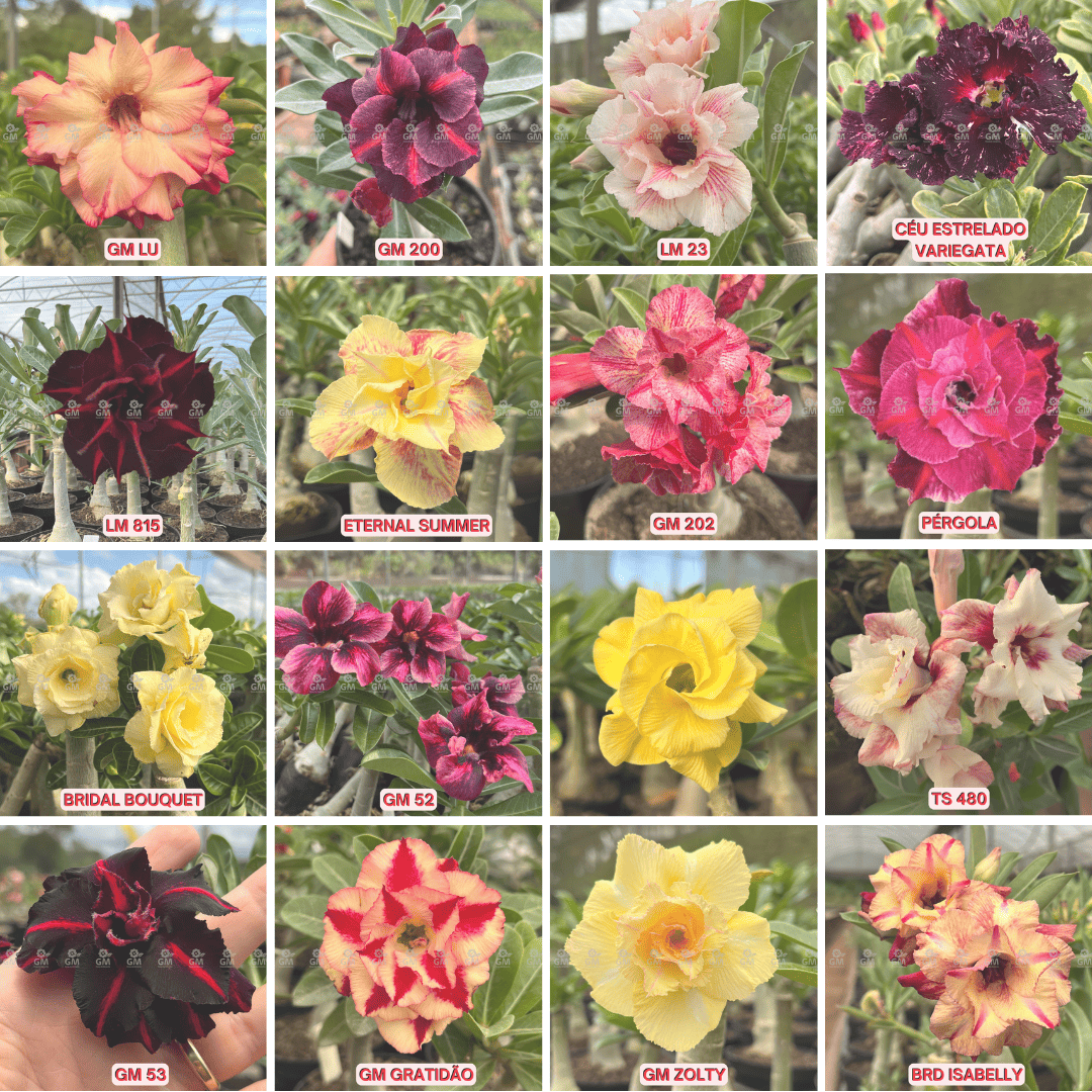 KIT TOP ENXERTOS - Gm Rosa Do Deserto