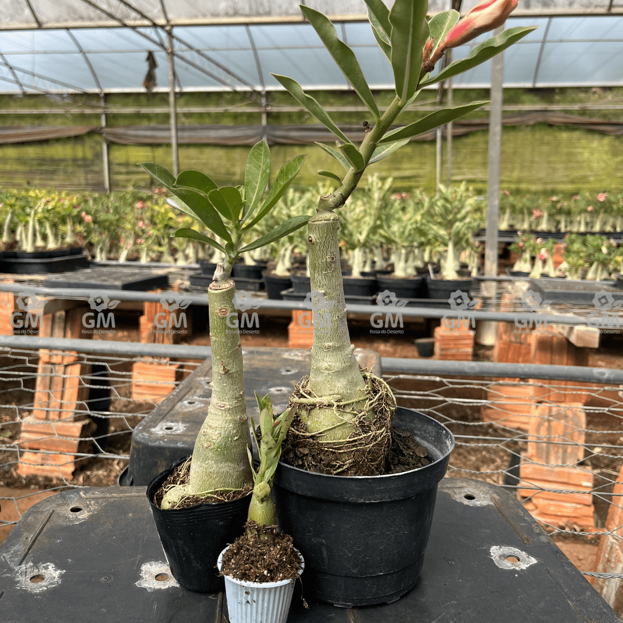 KIT TOP ENXERTOS - Gm Rosa Do Deserto