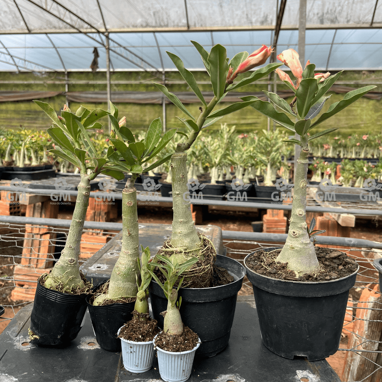 KIT TOP ENXERTOS - Gm Rosa Do Deserto