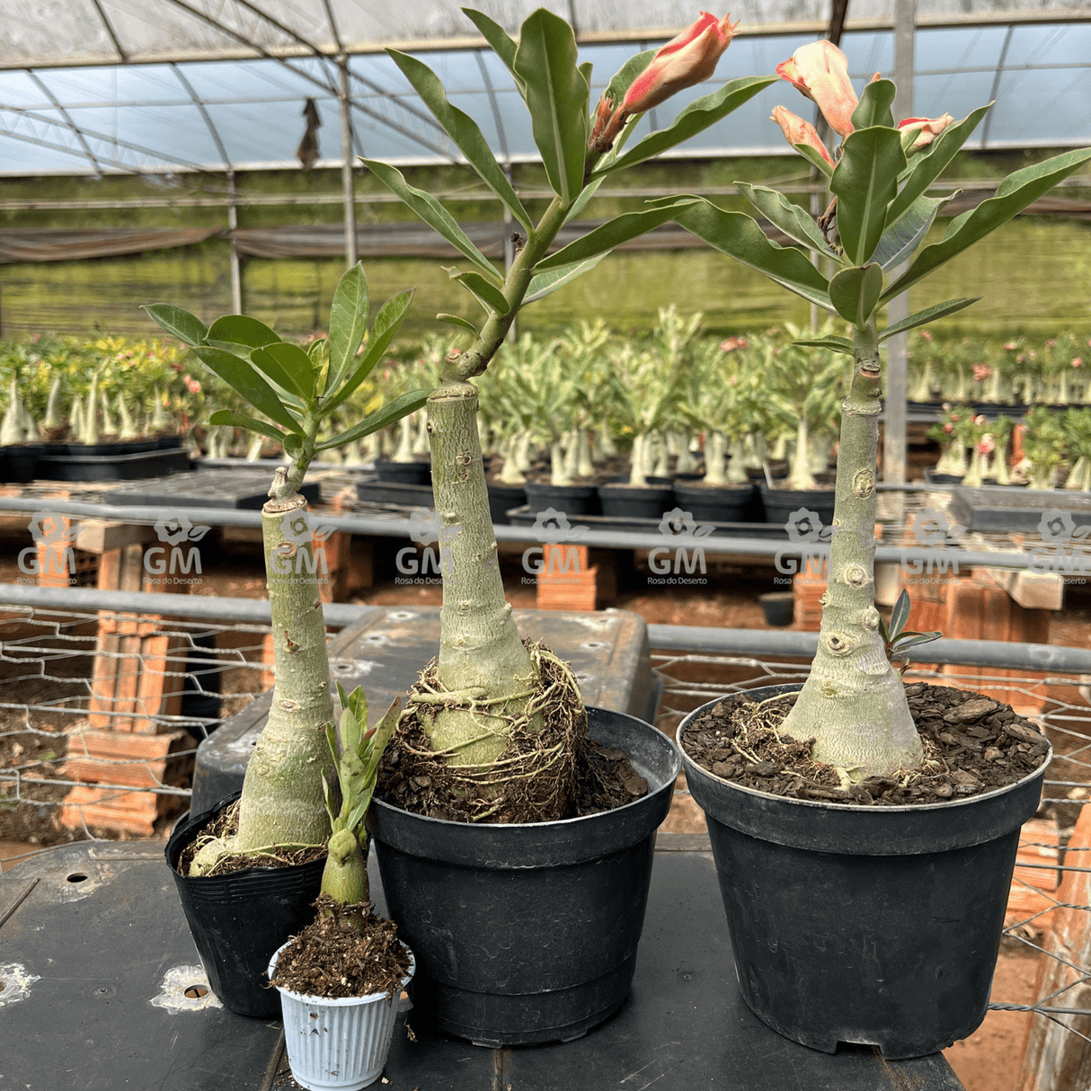 KIT TOP ENXERTOS - Gm Rosa Do Deserto