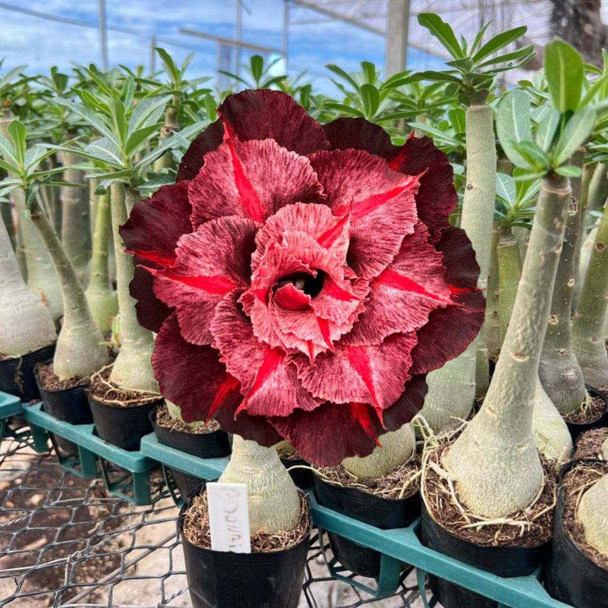 Rosa do Deserto - ADONAI - Gm Rosa Do Deserto