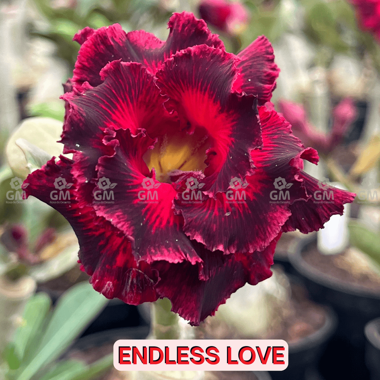 - Rosa do Deserto - ENDLESS LOVE ( FLOR TRIPLA ) - Gm Rosa Do Deserto