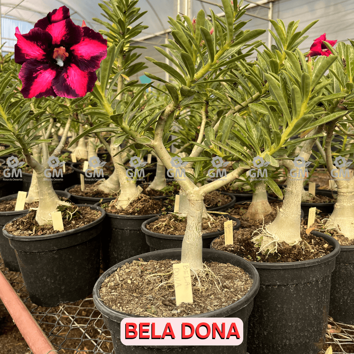 Rosa do Deserto - ENXERTO ADULTO - BELA DONA - Gm Rosa Do Deserto