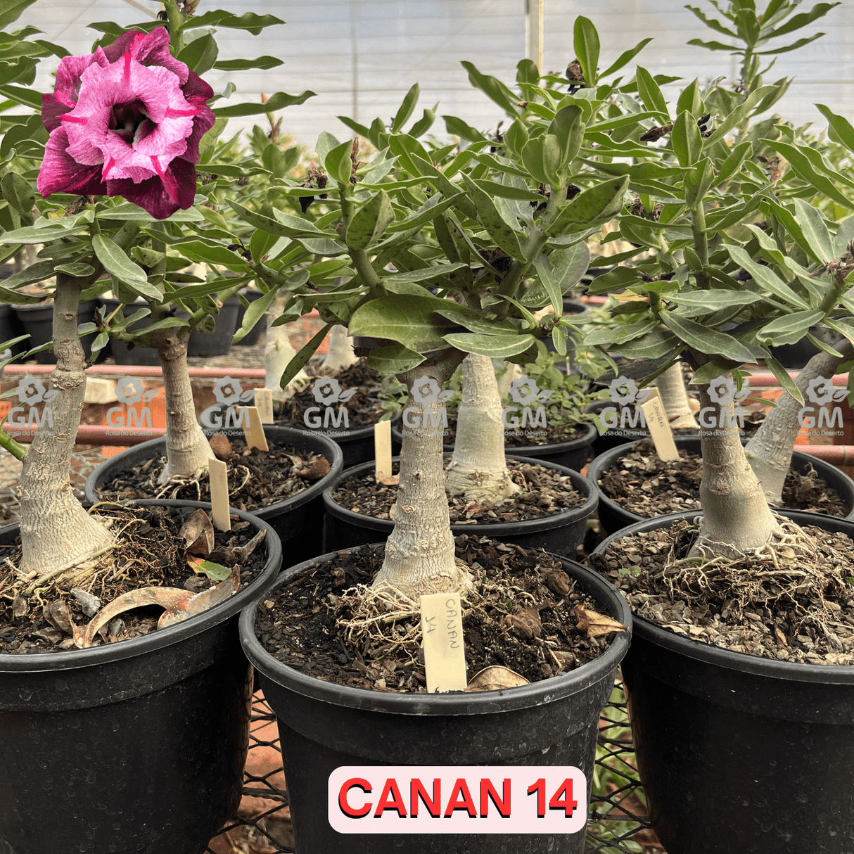 Rosa do Deserto - ENXERTO ADULTO - CANAN 14 - Gm Rosa Do Deserto