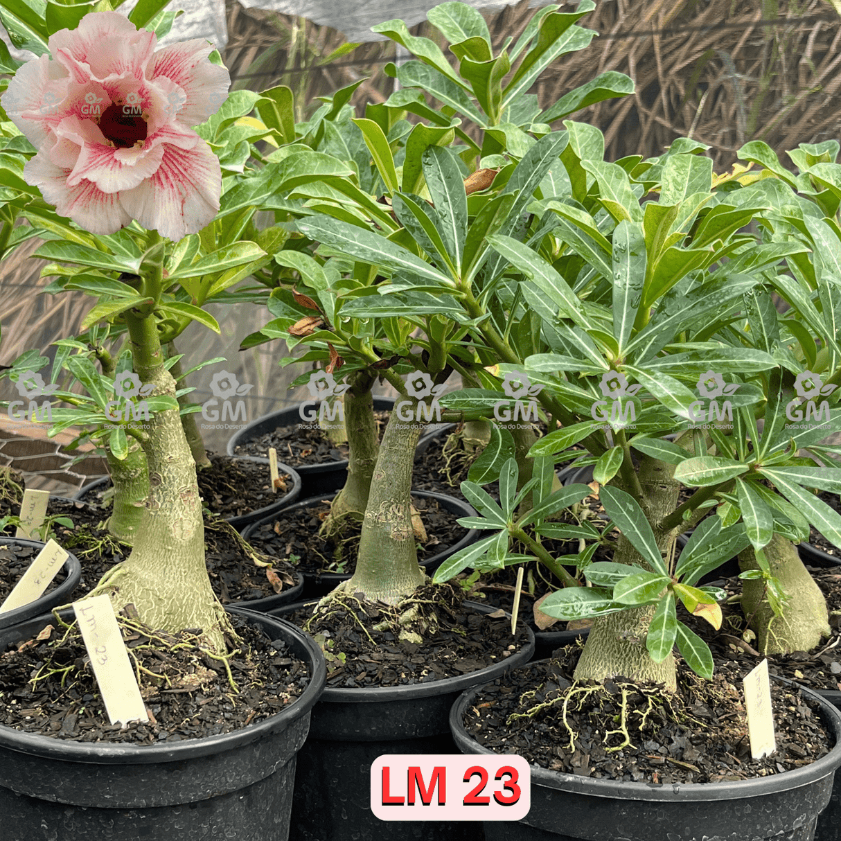 - Rosa do Deserto - ENXERTO ADULTO - LM 23 - Gm Rosa Do Deserto