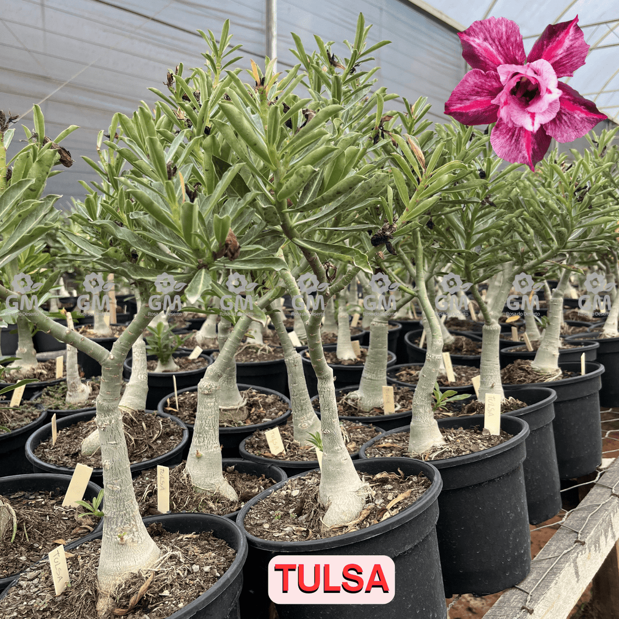 Rosa do Deserto - ENXERTO ADULTO - TULSA - Gm Rosa Do Deserto