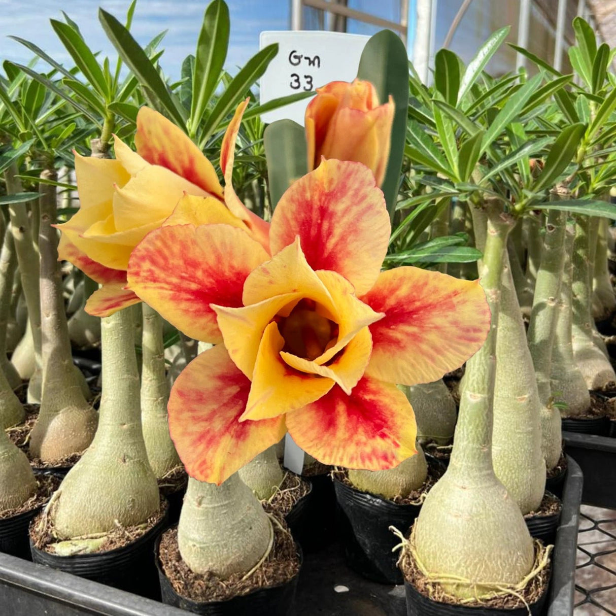 Rosa do Deserto - GM 33 - Gm Rosa Do Deserto