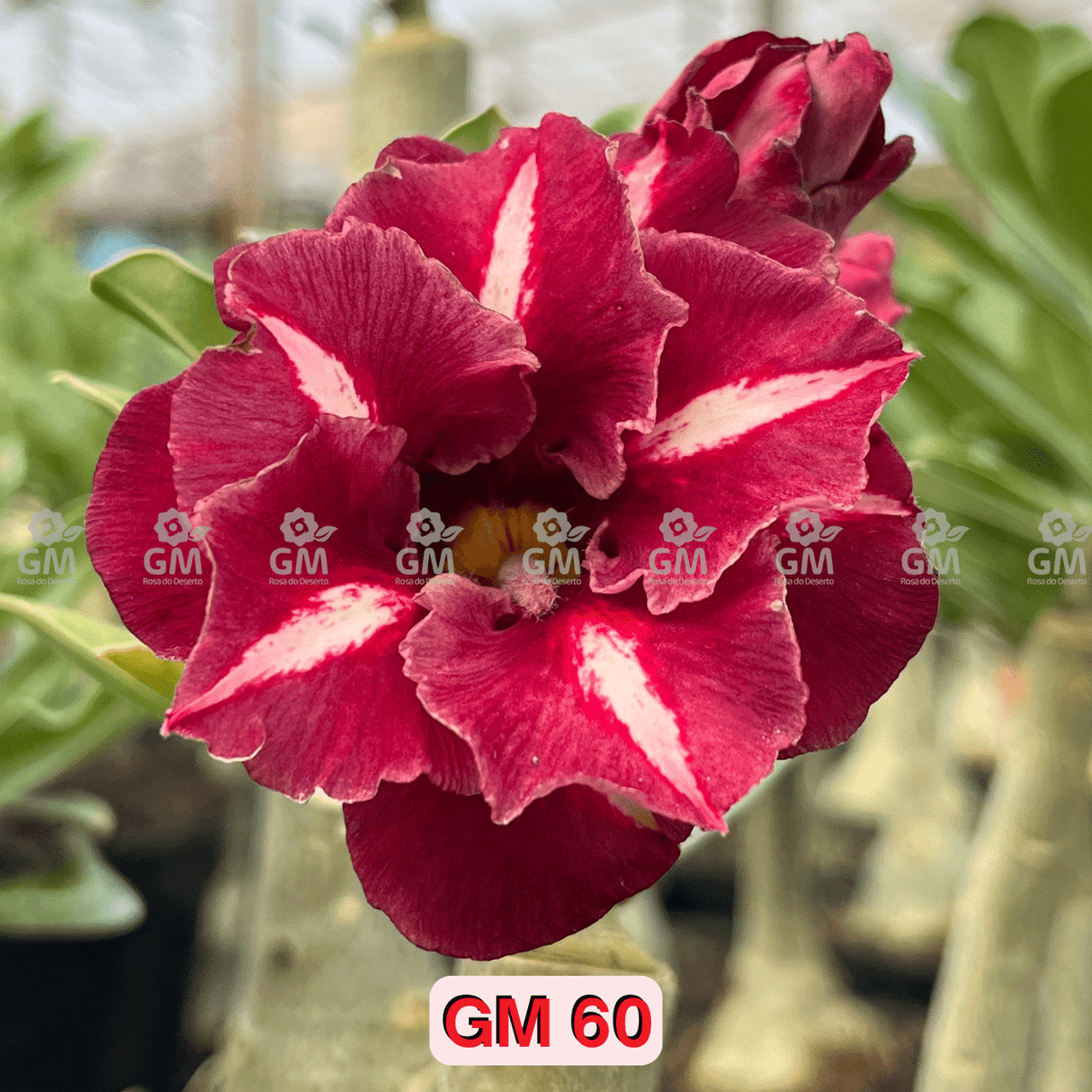 - Rosa do Deserto - GM 60 - Gm Rosa Do Deserto