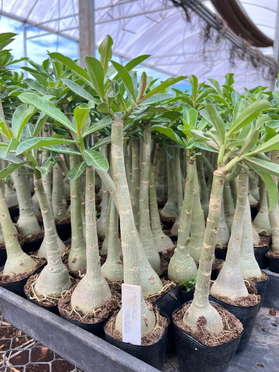 Rosa do Deserto - GM BLACK AURORA - Gm Rosa Do Deserto