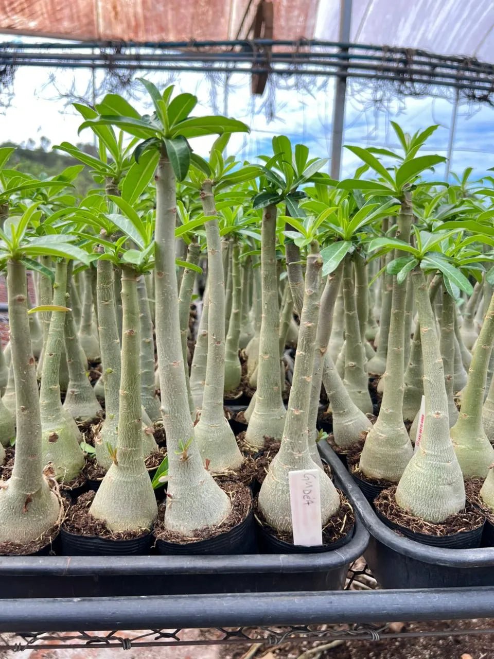 Rosa do Deserto - GM DÉA ( PERFUMADA ) - Gm Rosa Do Deserto