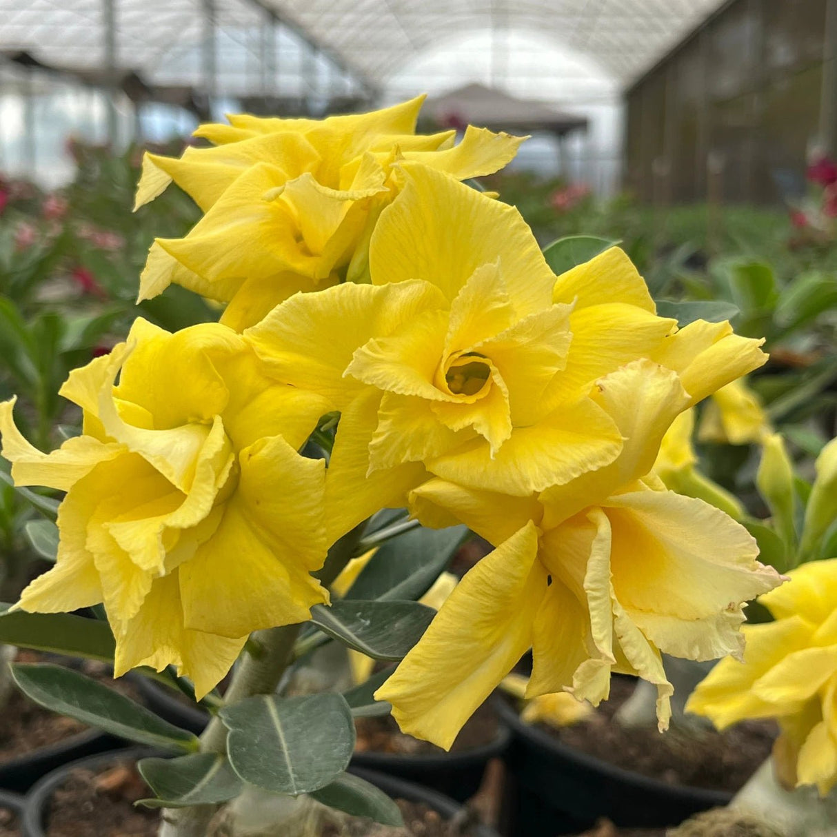 Rosa do Deserto - GM GOLDEN SUN - Gm Rosa Do Deserto