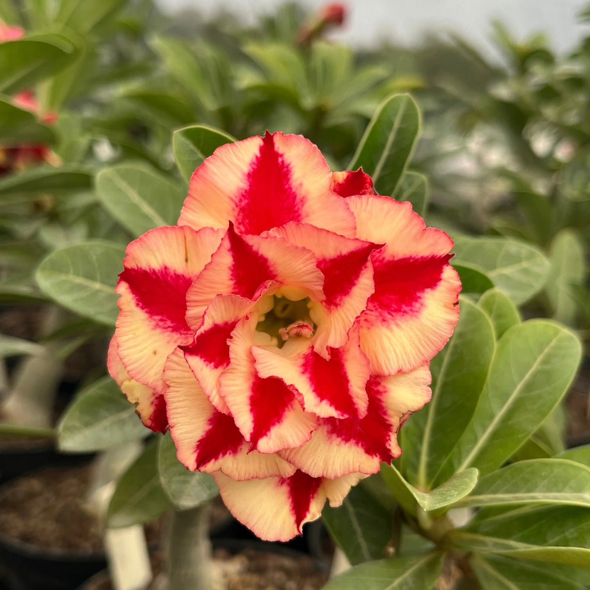 Rosa do Deserto - GM GRATIDÃO - Gm Rosa Do Deserto