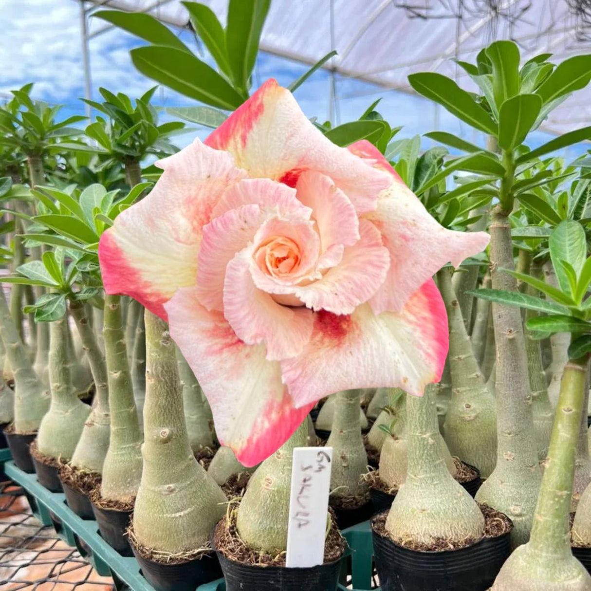 Rosa do Deserto - GM SAKURA ( PERFUMADA ) - Gm Rosa Do Deserto