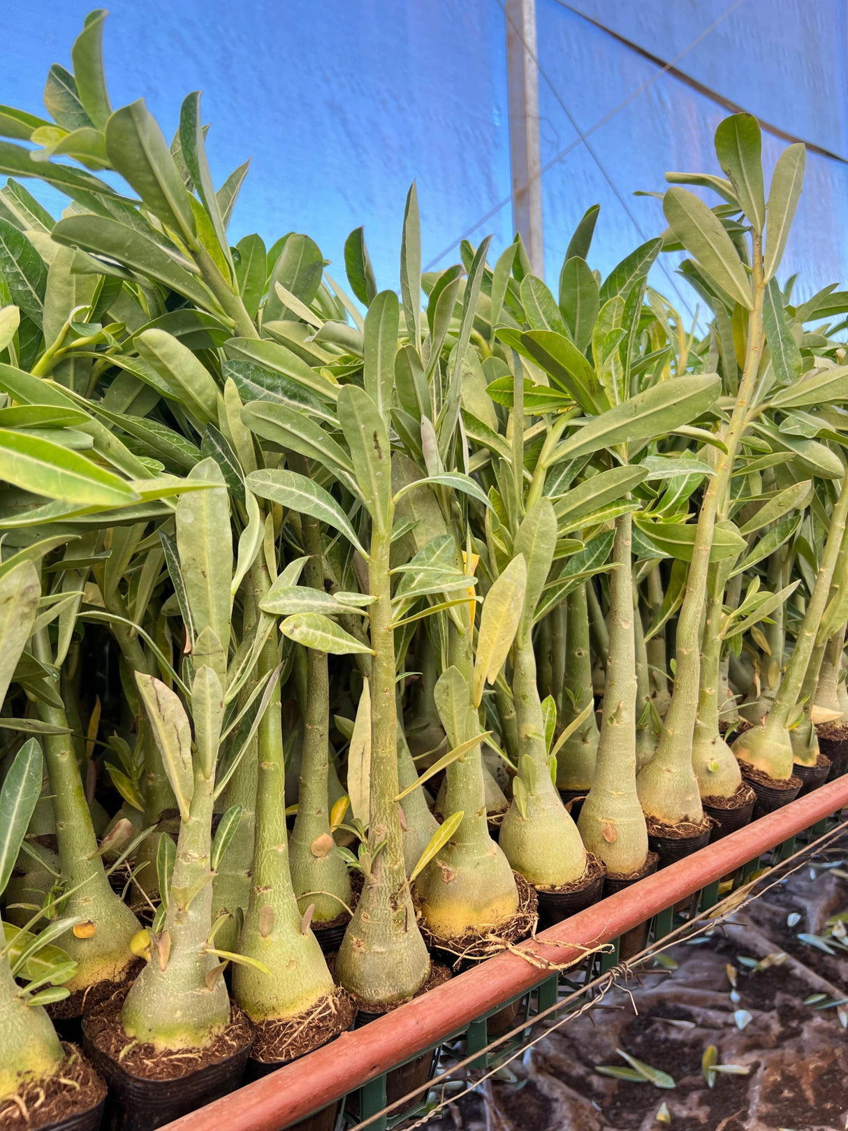 Rosa do Deserto - Kit COM 20 UN PORTA ENXERTO ( CAVALOS ) 20CM ACIMA - Gm Rosa Do Deserto