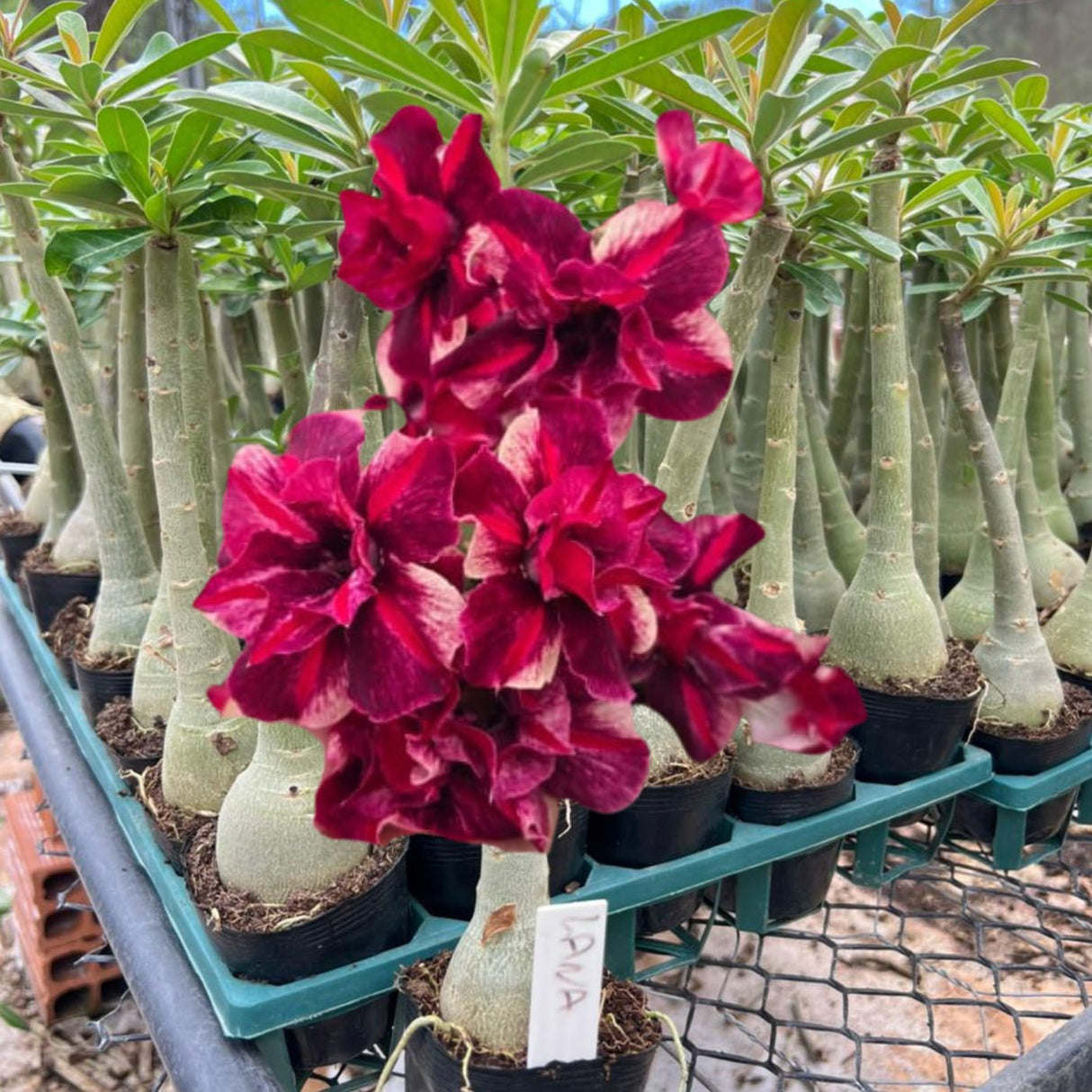 Rosa do Deserto - LANA GM ROSA DO DESERTO