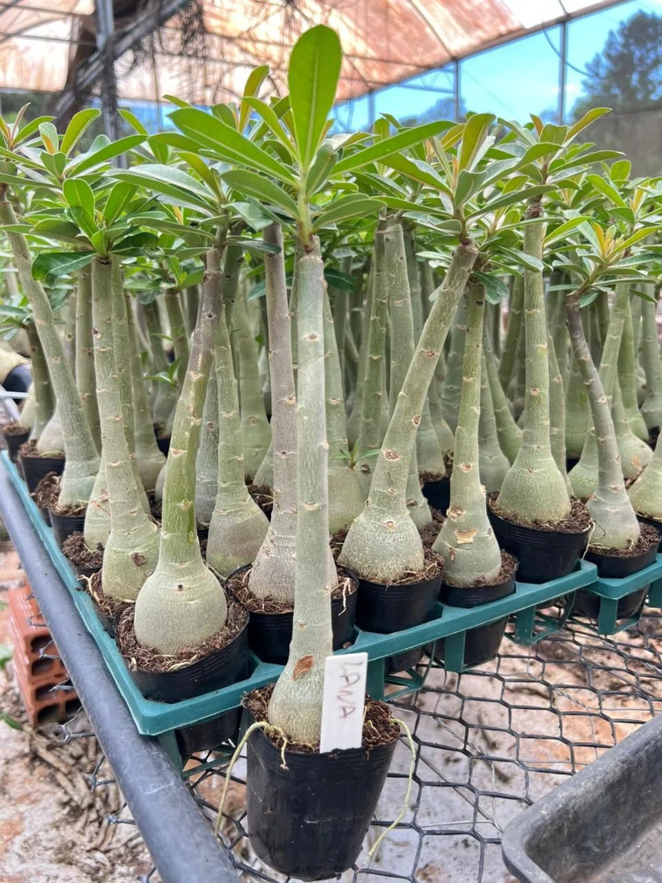 Rosa do Deserto - LANA GM ROSA DO DESERTO