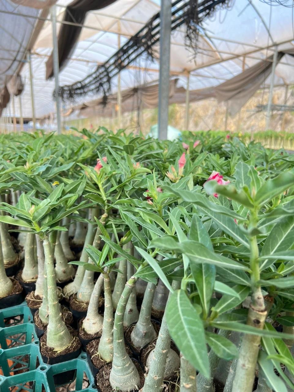 Rosa do Deserto - LEGANCY - Gm Rosa Do Deserto