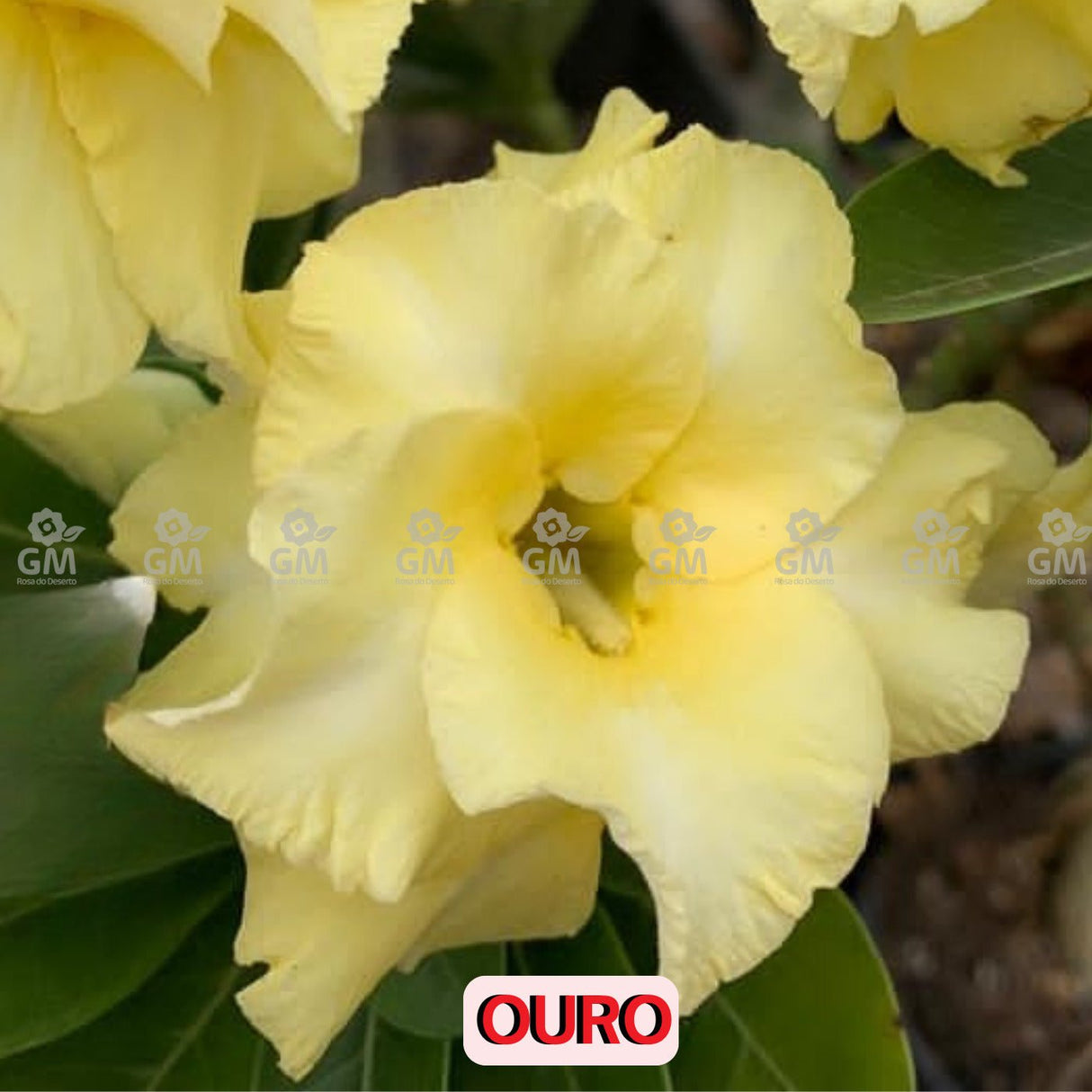 - Rosa do Deserto - OURO - Gm Rosa Do Deserto