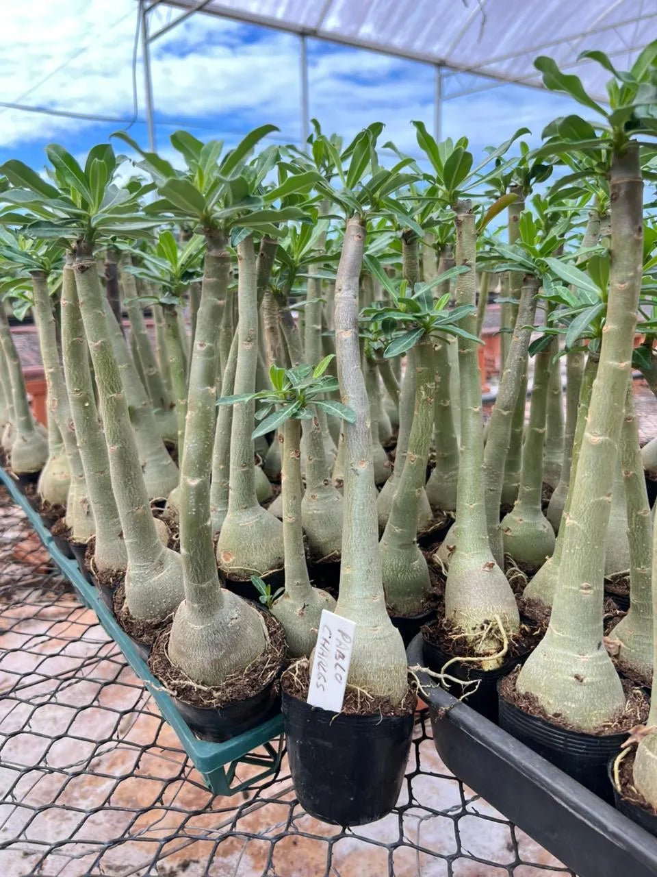 Rosa do Deserto - PABLO CHARLES - Gm Rosa Do Deserto