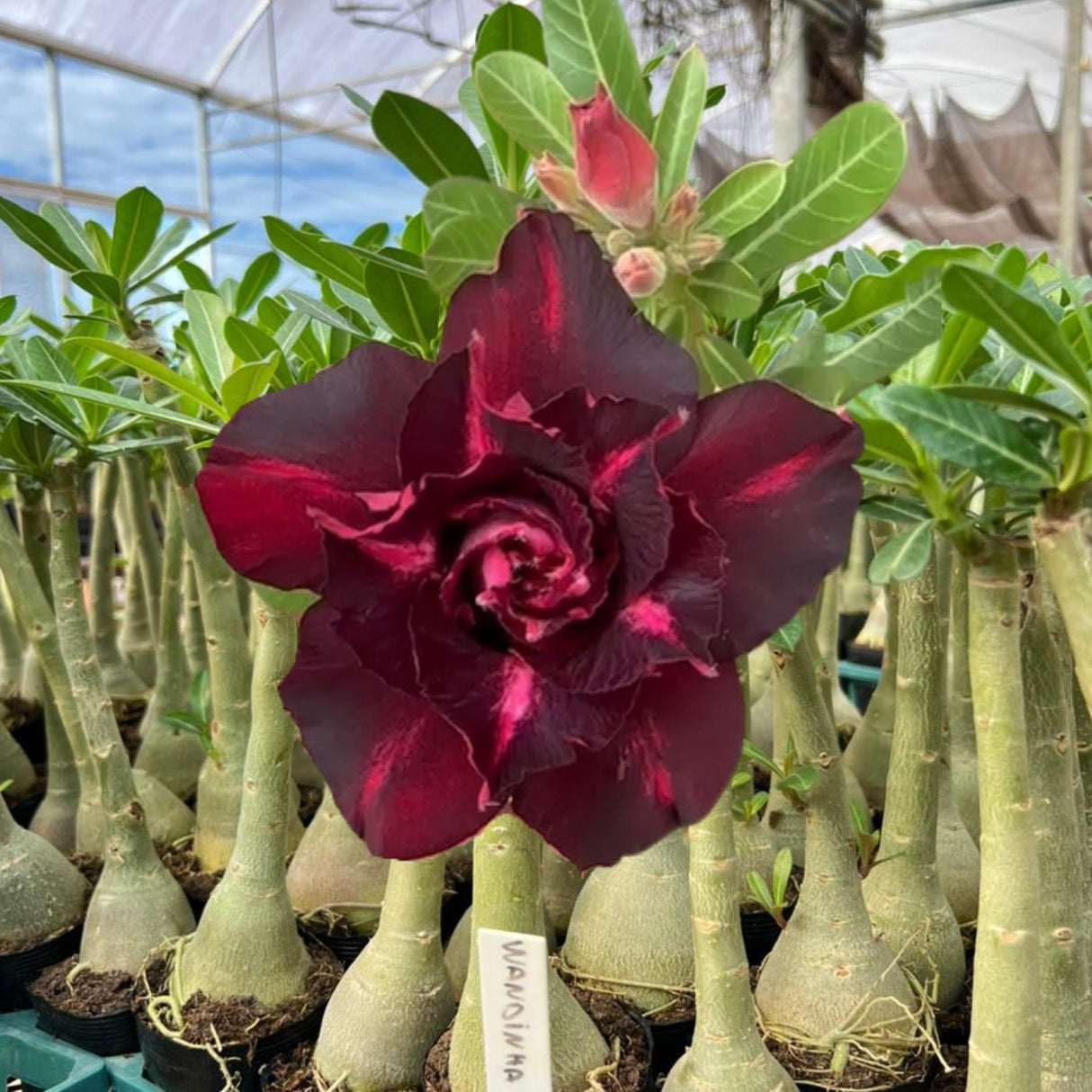 Rosa do Deserto - WANDINHA - Gm Rosa Do Deserto