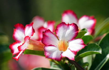 A Planta que Já Foi Veneno de Caçada: a Surpreendente História da Rosa do Deserto na África - Gm Rosa Do Deserto