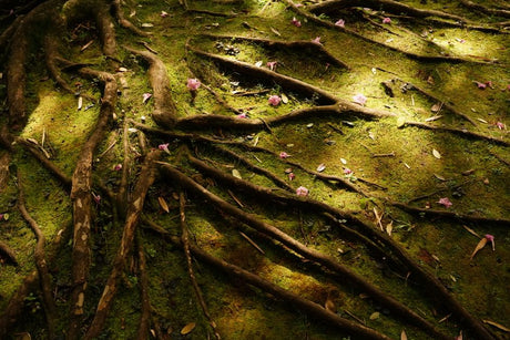 A Proporção Esquecida: Por Que Sua Rosa do Deserto Precisa de Mais Pedra do que Terra - Gm Rosa Do Deserto