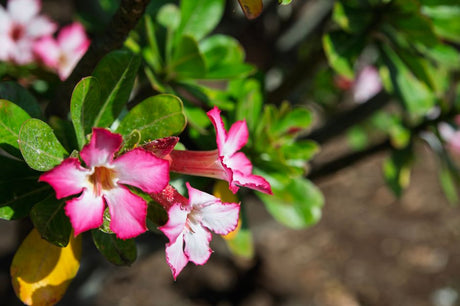 Caudex Bem Formado: O Detalhe Que Faz Toda Diferença Na Hora De Escolher Sua Rosa do Deserto - Gm Rosa Do Deserto