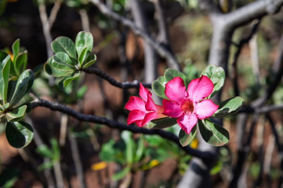 Caudex é tudo: como avaliar a base da Rosa do Deserto antes de comprar - Gm Rosa Do Deserto