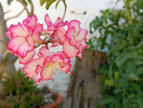 Caudex mole ou enrugado? O que ele revela sobre a rega da sua Rosa do Deserto no inverno - Gm Rosa Do Deserto