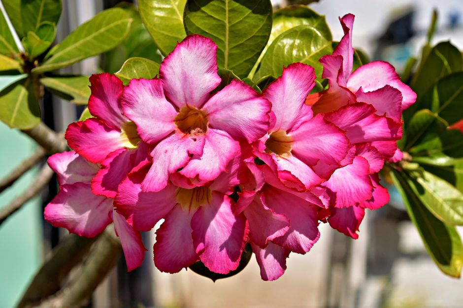 Cochonilha na Rosa do Deserto: como identificar e eliminar antes que ela prejudique sua planta - Gm Rosa Do Deserto