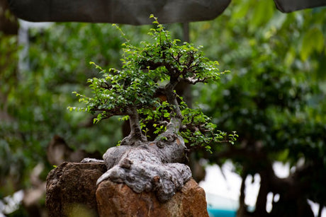 Como Expor as Raízes da Rosa do Deserto: o Segredo para um Caudex Impressionante - Gm Rosa Do Deserto