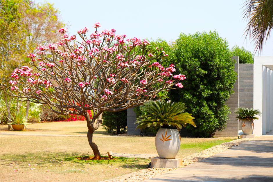 Do Veneno de Flechas ao Vaso da Sala: a História Curiosa da Rosa do Deserto - Gm Rosa Do Deserto