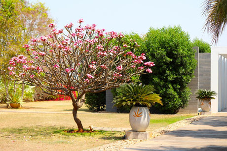 Do Veneno de Flechas ao Vaso da Sala: a História Curiosa da Rosa do Deserto - Gm Rosa Do Deserto