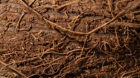 Exposição de Caudex: o Segredo para Transformar sua Rosa do Deserto em um Bonsai Tropical - Gm Rosa Do Deserto