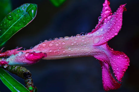 Fim de Inverno: a Poda que Prepara sua Rosa do Deserto para Florir na Primavera - Gm Rosa Do Deserto