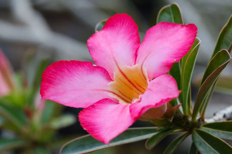 Fim do Inverno: Como Preparar a Rosa do Deserto para a Explosão de Brotos da Primavera - Gm Rosa Do Deserto