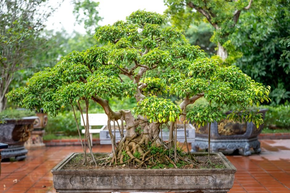 O Caudex Conta a História: Como Avaliar a Base da Rosa do Deserto Antes de Comprar - Gm Rosa Do Deserto