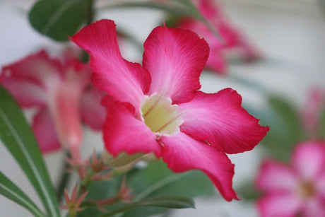Os Primeiros 30 Dias da Sua Rosa do Deserto: Guia Prático Para Não Errar no Começo - Gm Rosa Do Deserto