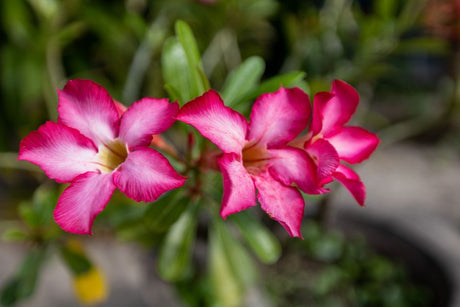 Close-up of vibrant pink Adenium Obesum flowers flourishing in a garden setting.