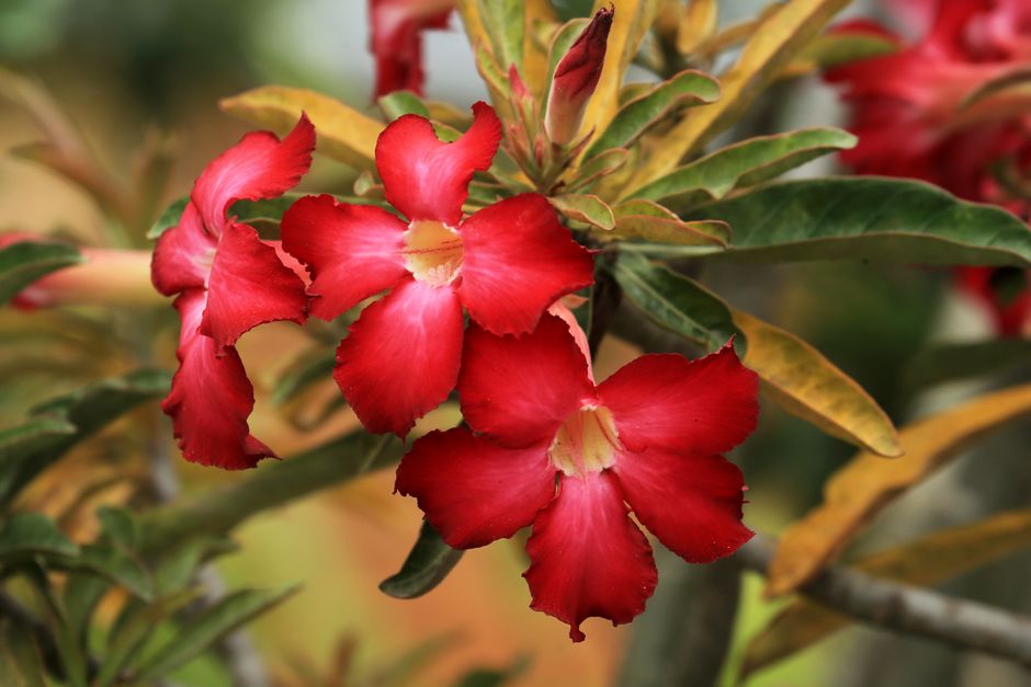 Close-up of striking red Adenium flowers with lush green leaves, perfect for nature and botanical themes.