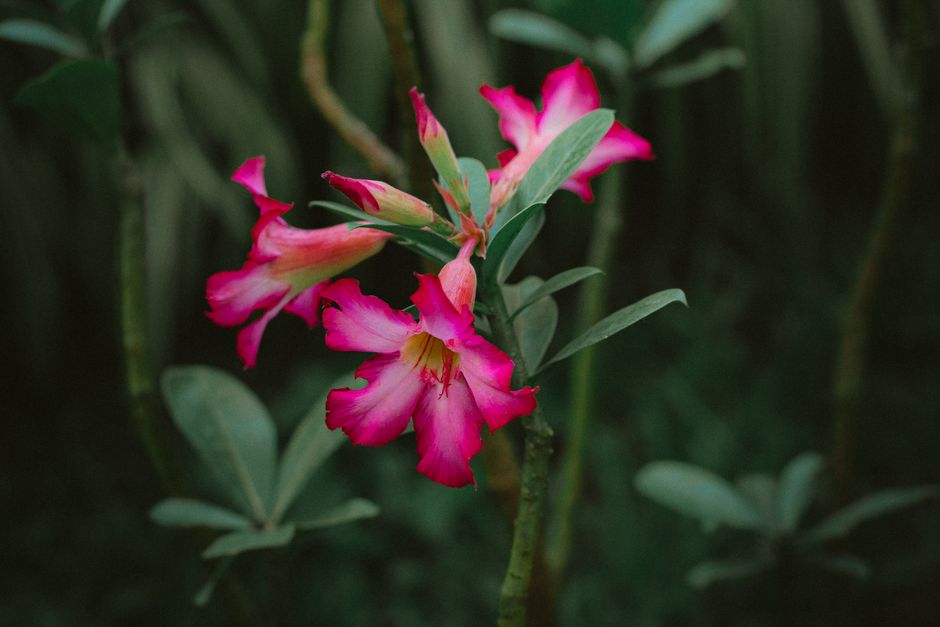 Close-up of a blooming desert rose with vivid pink petals against a natural green background.