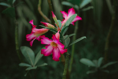 Close-up of a blooming desert rose with vivid pink petals against a natural green background.