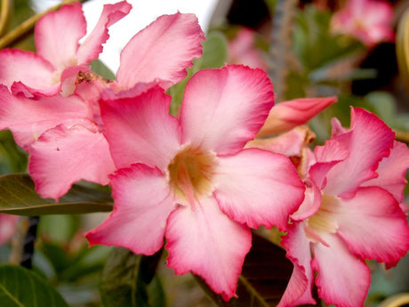 Close-up of beautiful pink Desert Rose flowers in full bloom with vivid petals.
